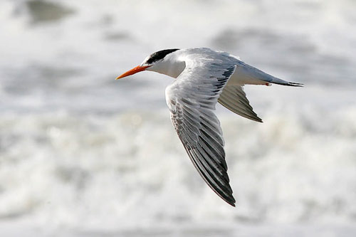 Elegant Tern, photo by Jeff Poklen