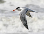 Elegant Tern