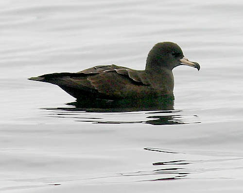 Flesh-footed Shearwater photo by Jeff Poklen