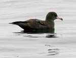 Flesh-footed shearwater