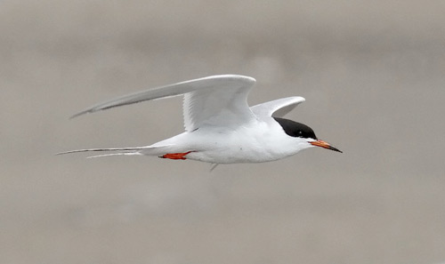 Forster's Tern, photo by Jeff Poklen