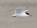 Forster's Tern