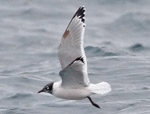 Franklin's Gull