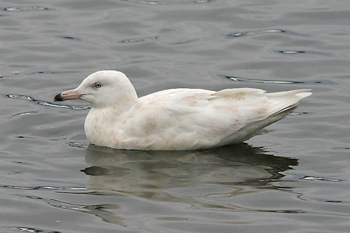 Glaucous Gull, photo by Jeff Poklen