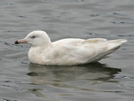 Glaucous Gull