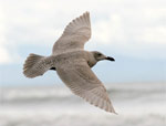 Glaucous-winged Gull