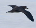 Great-winged Petrel
