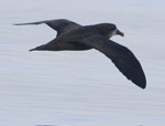 Grreat-winged Petrel