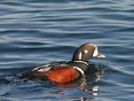 Harlequin Duck