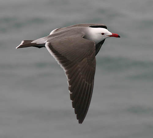 Heermann's Gull photo by Jeff Poklen