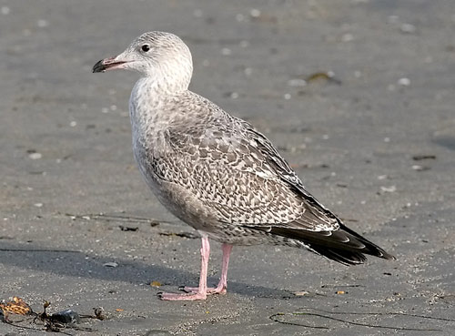 Herring Gull, photo by Jeff Poklen