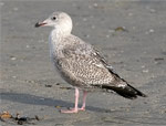 Herring Gull