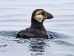 Horned Puffin