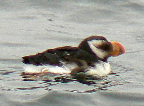 Horned Puffin photo by Roger Wolfe