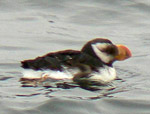 Horned Puffin