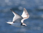 juvenile Little Gull