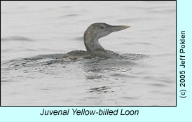 Yellow-billed loon, photo by Jeff Poklen