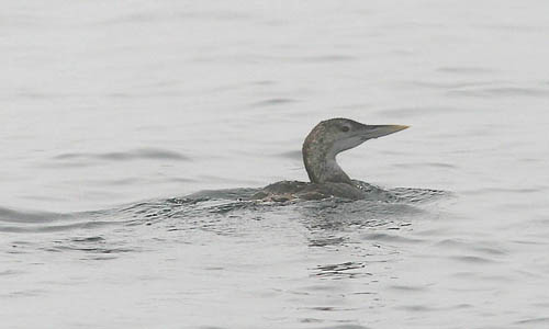 Juvenal yellow-billed loon photo by Jeff Poklen