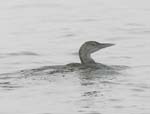 Juvenal Yellow-billed loon