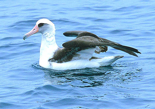 Laysan Albatross photo by Jeff Poklen