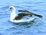 Laysan Albatross