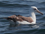 Laysan Albatross