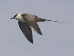 Long-tailed Jaeger