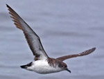 Manx Shearwater