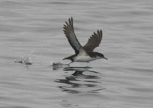 Manx Shearwater photo by Les Chibana