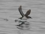 Manx Shearwater