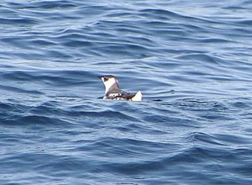 Marbled Murrelet photo by Roger Wolfe