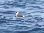 Marbeled Murrelet