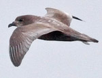 Murphy's Petrel