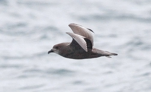 Wilson's Storm Petrel photo by Jeff Poklen