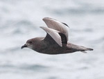 Murphy's Petrel