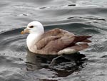 Northern Fulmar