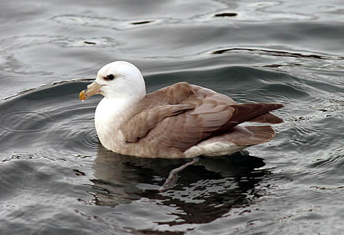 Northern Fulmar photo by Jeff Poklen