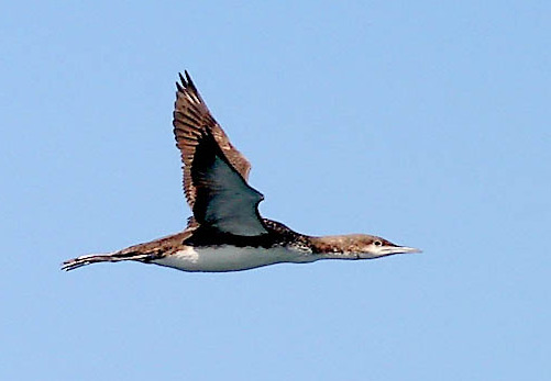 Pacific loon photo by Jeff Poklen