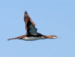 Pacific Loon