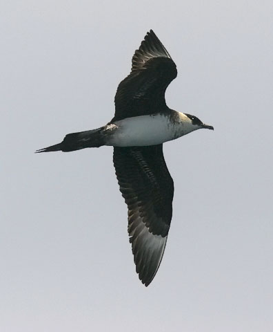 Parasitic Jaeger, photo by Jeff Poklen