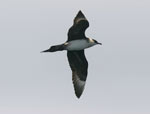 Parasitic Jaeger