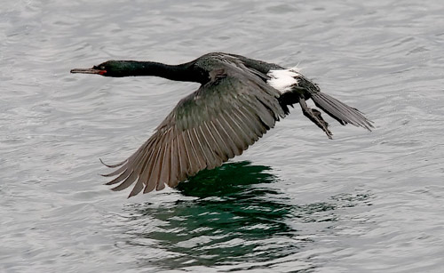 Pelagic Cormorant photo by Jeff Poklen