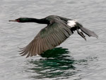 Pelagic Cormorant