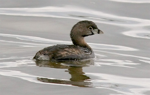 Pied-billed Grebe photo by Jeff Poklen