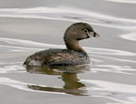 Pied-billed Grebe