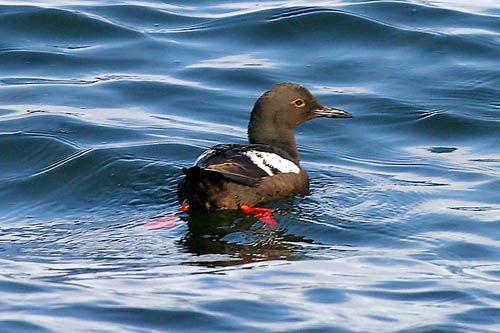 Pigeon Guillemot in Alternate plumage, photo by Jeff Poklen