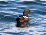 Pigeon Guillemot in alternate plumage