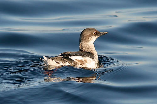 Pigeon Guillemot in basic plumage, photo by Jeff Poklen