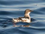 Pigeon Guillemot in basic plumage