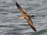 Pink-footed Shearwater